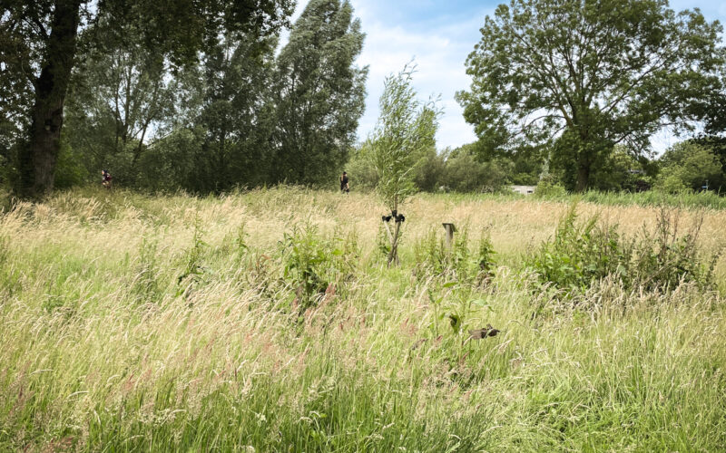 Zomerperiode in het Zaartpark, Breda.
